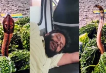 भरे बाजार में निकला कोबरा : करेले के बीच से निकलर खरीद रहे युवक को काटा