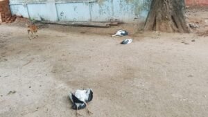 IMG 20260702 WA0329
