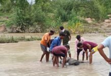 मछली पकड़ने के फिराक में जान गवा बैठा बंधुराम,32 घंटे में लाश निकल पाने में मिली सफलता , देखिए वीडियो