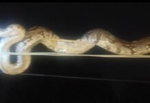 दादर रथ यात्रा मेले के पास बिजली के तार पर बैठा 8 फीट का अजगर, मचा हड़कंप,वन विभाग की रेस्क्यू टीम ने सुरक्षित रेस्क्यू कर जंगल में छोड़ा,देखिये वीडियो