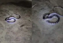 झाड़-फूंक के भरोसे गंवाई मासूम की जान : करैत के डंसने के बाद इलाज में देरी बनी मौत की वजह