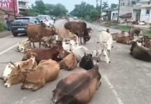 सड़कों पर मवेशियों और अवैध पार्किंग पर हाईकोर्ट सख्त,HC की नाराजगी – “क्या पुलिस का काम सिर्फ गाय हांकना है?”, सरकार-NHAI से मांगा शपथपत्र