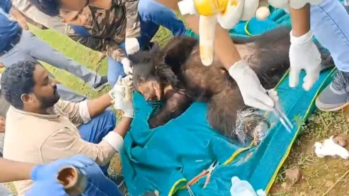 The_bear_was_rescued_by_the_forest_department_team._1784360032