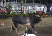 अंबिकापुर ब्रेकिंग: आवारा सांड के हमले में घायल महिला की मौत, शहर में आक्रोश