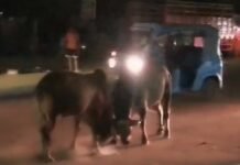 बीच सड़क पर भिड़े दो सांड, आधे घंटे तक चली लड़ाई से यातायात प्रभावित