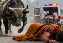 अंबिकापुर में आवारा सांड का कहर : घायल महिला की रायपुर में इलाज के दौरान मौत, महापौर ने पशुपालकों को दी चेतावनी