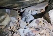 बस्तर में 48 घंटे का मिशन रीयूनाइट सफल,वन अमला और ग्रामीणों के तालमेल से दो तेंदुआ शावकों को मिला मां का आंचल