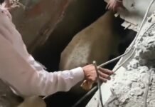 निर्माणाधीन मकान के सेफ्टी टैंक में गिरा सांड , जेसीबी और गैस कटर के सहारे नंदी निकाला गया बाहर , देखिए वीडियो