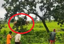 जशपुर में हाथियों का आतंक, कैलाश गुफा क्षेत्र में 30 हाथियों का दल; ग्रामीण पर किया हमला