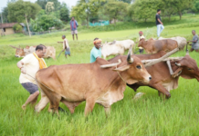 अपनी माटी और खेती-किसानी से मुख्यमंत्री श्री विष्णु देव साय का आत्मीय जुड़ाव
