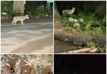 रात 3:30 बजे सांप का रेस्क्यू, फिर दिखा जंगल का खूबसूरत नजारा, मानिकपुर की सड़क पर साथ घूमते नजर आए दो सियार