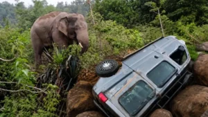 Elephant damages car 1788417747
