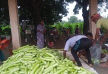 सफलता की कहानी,बिहान से बदली राह 35 महिला किसानों ने 600 क्विंटल सब्जी उगाकर लिखी सफलता की नई कहानी