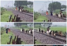 प्रतापगढ़ में ट्रेन का तांडव! करीब 20 बकरियों की दर्दनाक मौत, 3 महिलाएं बाल-बाल बचीं… मौके से LIVE video