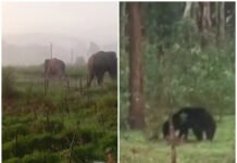 मरवाही में जंगल से आबादी तक पहुंचा खतरा! भालू-हाथियों की दस्तक से ग्रामीण सहमे, गांवों में बढ़ी दहशत. Video