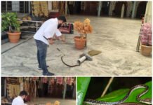 कोरबा के मंदिर में घुसा 5 फीट का सांप, श्रद्धालुओं में मचा हड़कंप,स्कूल में दिखा रंग बदलने वाला डारडोमी, सारथी टीम ने दोनों का किया सुरक्षित रेस्क्यू. Video