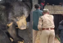 घायल भालू का हुआ सफल रेस्क्यू : पिंजरे में कैद कर जंगल सफारी भेजा गया, रानीमाई मंदिर क्षेत्र में खत्म हुआ खौफ