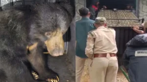 Successful bear rescue 1788494926