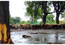 बिलासपुर में 300 मवेशी दलदल में फंसे, 30 से अधिक की मौत शव नाले में बहाए, गो सेवा आयोग दर्ज कराएगा FIR