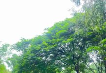सेवा संकल्प अभियान में युवा बने स्वच्छता के संवाहक, जशपुर में चलाया स्वच्छता एवं पौधरोपण अभियान