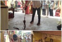 झाड़ू के बीच छिपा बैठा था गुस्सैल कोबरा, सुरक्षित रेस्क्यू से टली बड़ी अनहोनी. Video