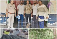 हरदी बाजार में बंदर का आतंक, 4 लोगों को काटने की खबर,वन विभाग और नोवा नेचर ने किया सुरक्षित रेस्क्यू