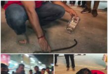 बाजार में बाइक के अंदर घुसा घोड़ा करैत, मचा हड़कंप,RCRS टीम ने किया सुरक्षित रेस्क्यू, टली बड़ी दुर्घटना