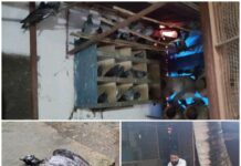 कबूतरों के पिंजड़े में घुसा जहरीला सांप, एक का किया शिकार!दूसरे सांप की तलाश जारी, रेस्क्यू टीम ने बचाई बाकी कबूतरों की जान!
