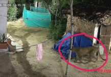 दुधावा में तेंदुए की दहशत, बस्ती में घूमता दिखा तेंदुआ CCTV में कैद तस्वीरें, 5 लोगों पर हमले से मचा हड़कंप