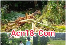 कोरबा में 53 हाथियों का हमला! मिशन स्कूल की बाउंड्री ध्वस्त, 160 बच्चों की सांसें अटकीं; खेतों में तबाही, गांवों में दहशत!