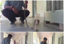 कोरबा तहसील कार्यालय की अलमारी के पीछे मिला जहरीला कोबरा, मचा हड़कंप वन विभाग और RCRS की टीम ने किया सुरक्षित रेस्क्यू, प्राकृतिक आवास में छोड़ा