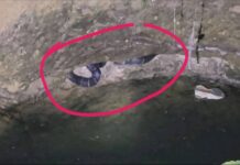 कोरबा के केरवा गांव में कुएं में गिरा किंग कोबरा, वन विभाग की निगरानी के बीच खुद निकला बाहर