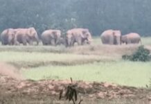 अंबिकापुर ब्रेकिंग: उदयपुर क्षेत्र में जंगली हाथियों का भारी उत्पात, 12 से अधिक मकान तोड़े; 100 हेक्टेयर फसल तबाह