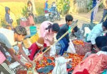 बलरामपुर में अनियंत्रित होकर पलटा टमाटर से भरा पिकअप वाहन, सड़क पर बिखरे टमाटर लूटने के लिए मची ग्रामीणों की होड़