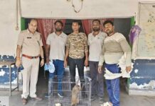 हरदी बाजार क्षेत्र में बंदर का उत्पाद, वन विभाग और नोवा नेचर की टीम ने किया सुरक्षित रेस्क्यू।