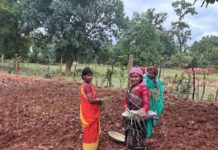 लेमन ग्रास की खुशबू से महक रही आत्मनिर्भरता, जीपीएम की महिलाएं बढ़ रहीं ‘लखपति दीदी’ बनने की राह पर