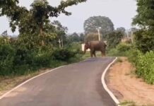 छत्तीसगढ़ में यहां दतैल हाथी की दस्तक, कई गांवों में हाई अलर्ट
