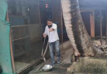 पिंजड़े में घुसकर सांप ने किया कबूतर का शिकार, डर के मारे भागने लगे अन्य कबूतर, जितेंद्र सारथी ने किया रेस्क्यु।