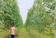 किसान वृक्ष मित्र योजना अंतर्गत जिले के 841 हितग्राहियों ने 2148.89 एकड़ में लगाए 9 लाख 39 हजार से अधिक पौधे