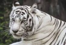 उत्तराखंड: 556 किमी दूर से देहरादून पहुंचा नीली आंखों वाला सफेद बाघ